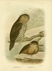 Große Eule der Pinsel oder Mächtige Eule, 1891